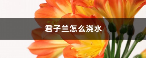 君子兰怎么浇水，君子兰浇水小窍门